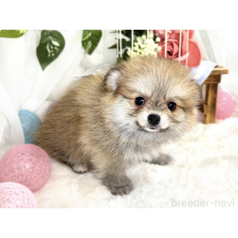 成約済の滋賀県のポメチワ:ポメラニアン×チワワ-408999の2枚目